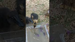 Ducklings preening feathers peaceful nature cottage farm therapy chicken therapy [upl. by Kandy14]