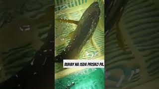 Buhay na isda sibrang priskol satisfaying shortviral [upl. by Faulkner937]