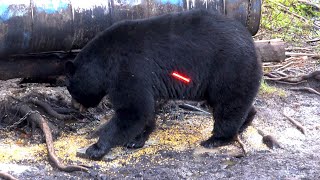 30 HUGE BEARS SHOT COMPILATION  ARCHERY ONLY [upl. by Yuji384]