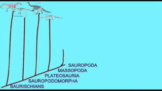 PL EXAM 2 SAUROPOD CLADOGRAMavi [upl. by Nnahtur748]