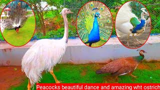 Peacocks Dance And Love Ostrich [upl. by Tila]