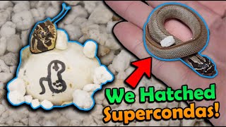 Cute Baby Hognose Snakes Hatching [upl. by Linzy]