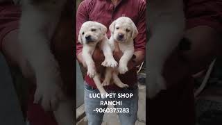 Ultimate Quality Labrador Puppies Available LUCY PET SHOP RANCHI Call for more details  9060375283 [upl. by Ahsoyem]