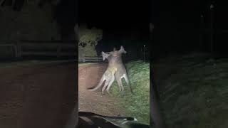 Kangaroo Breaks Up Mates Brawling  Ozzy Man Quickies [upl. by Nikki266]