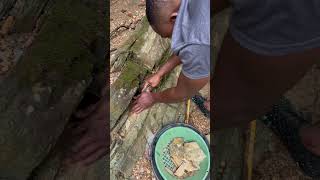 Mini highbanker testing gold goldmining goldprospecting goldrush goldpanning fyp viral fypシ [upl. by Eeraj]