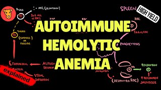 AUTOIMMUNE HEMOLYTIC ANEMIA Pathogenesis of clinical symptoms [upl. by Garnet878]