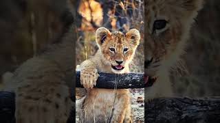 The Lion Cub Whined Cutely Koppies Pride Cubs  Rhythm in Manyeleti [upl. by Teuton]