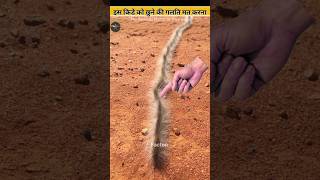 इस किडे को छूने की गलती कभी मत करना l pine prossissionery caterpillar l Facton View [upl. by Theodor491]