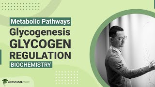 Glycogenesis and Glycogen Regulation [upl. by Lonergan]