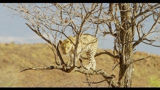 Pride of Namibia [upl. by Tallula]