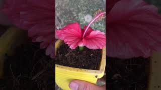 How to propagate Hibiscus by flower buds [upl. by Eeryk]