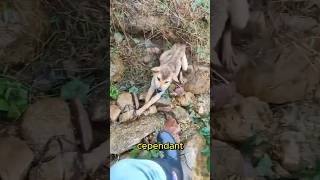 Quand la Gentillesse d’un Homme Change le Destin d’un Chien Piégé shorts shortvideo chien [upl. by Acired740]