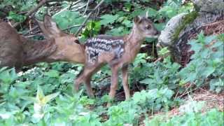 Srna a srnče Capreolus capreolus Roe Deer and Fawn [upl. by Anikes]