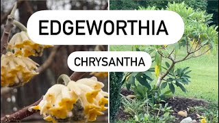 Edgeworthia Chrysantha Plant Review [upl. by Halla]