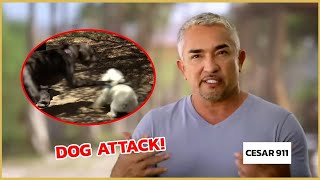 Stopping an Aggressive Dog Attack  Cesar 911 [upl. by Ronald]