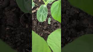 Sem  Lauki  Hari Mirch k Paudhe  Organic Farming  Hoke Gardening Terrace GardeningGarden [upl. by Goodyear]