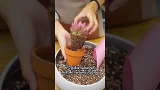 4 appropriate times to fertilize succulents 🧑‍🌾✨  Joy Garden Succulent [upl. by Isdnil]