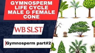 Gymnosperm part2 Pinus Male amp Female cone structure ব্যক্তবীজীপাইনাস এর পুরুষ ও স্ত্রী কোন [upl. by Aldin641]