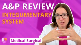 Integumentary System AampP Review MedicalSurgical MedSurg  LevelUpRN [upl. by Laufer244]