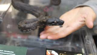 Frederick Reptile Expo [upl. by Rahas]