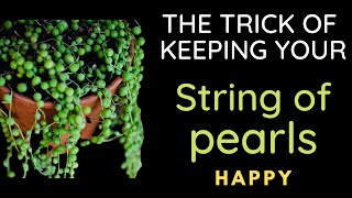 HOW TO CARE FOR STRING OF PEARLS  COMPLETE CARE GUIDE [upl. by Gil]