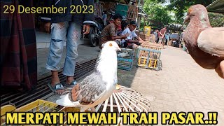 HARGA MURAH DAN DI TES LANGSUNG DI TEMPAT PASAR MERPATI PEKALONGAN ❤️ [upl. by Putnem]