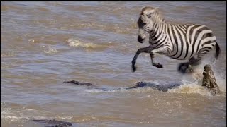 A Zebra Gets Hunted And Torn Apart By A Float Of Crocodiles [upl. by Prent6]