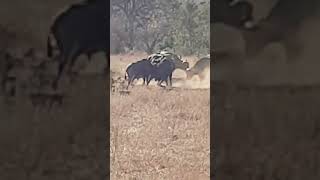 Bafflo attacks Male Lion in Kruger National Park [upl. by Ramalahs]