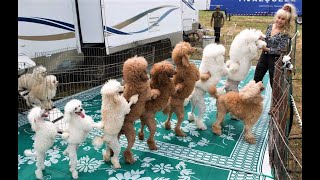 Funny Toy Poodle Puppies Videos Cute Mini Teacup Poodles Playing Miniature Poodle Barking Grooming [upl. by Gerti105]