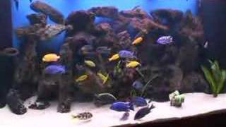 malawi cichlids [upl. by Ria]