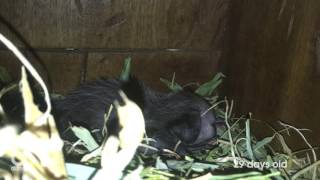 Baby AyeAye at Durrell Wildlife Park [upl. by Enylodnewg]