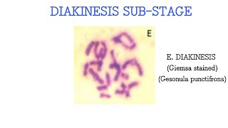 Diakinesis substage of Prophase 1 Grasshopper Gesonula punctifrons testes [upl. by Aitel]