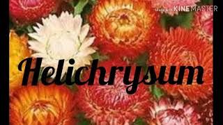 How to grow and care of Helichrysum flowers from seeds [upl. by Elazaro]