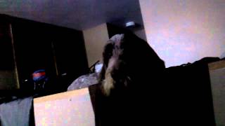 Marley the Spinone Italiano howling [upl. by Eniloj]