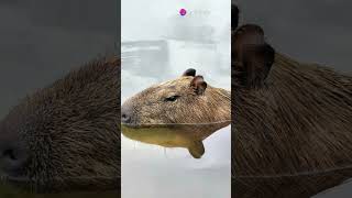 Capybara The Friendliest Animal Ever [upl. by Ahsekal]