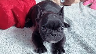 Puppy Talk Watching My Frenchie Learn to Bark and Play 😍 [upl. by Eduard368]