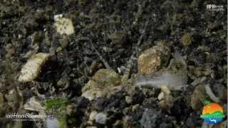 Bobbit Worm vs Lionfish [upl. by Margherita]