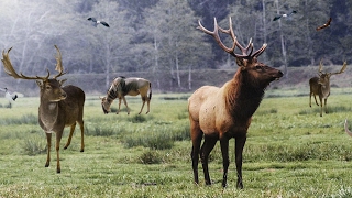 Best elk call amp elk sounds [upl. by Coffin347]