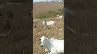 Nossos Pastos Hojefazenda bezerro vidanaroça pecuaria agro vaca [upl. by Nnaeitak197]