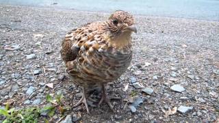 tame Ruffed Grouse Bonasa umbellus [upl. by Aerdnaeel]