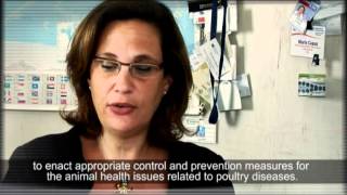 Avian Influenza sampling procedures and laboratory testing [upl. by Ynneg]