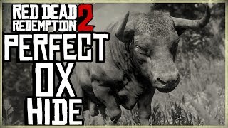 HOW TO GET A PERFECT OX HIDE  RED DEAD REDEMPTION 2 PRISTINE OX HUNT [upl. by Velleman306]