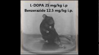 LDopa induced dyskinesia  animal model Parkinsons disease [upl. by Dolley]