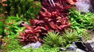 How to grow  Alternanthera Reineckii [upl. by Eirrek]