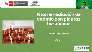 Fitorremediación de cadmio con plantas herbáceas [upl. by Vashtee882]