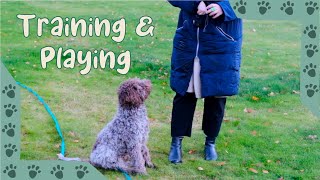 Lagotto Romagnolo  Training session and playing in slow motion 6 months old [upl. by Ppik]