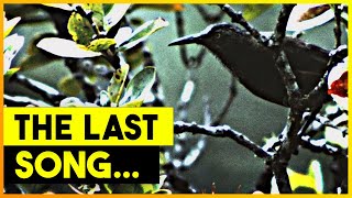 The Last Song of The Kauaʻi ʻōʻō Bird [upl. by Fadden650]