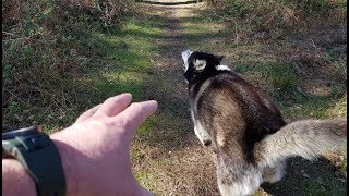 Dog runs from The Hand Malamute Sherpa getting teased [upl. by Rudelson]