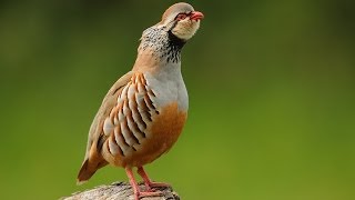 Caccia alla pernice rossa con il falco Redlegged partridge hunt with falcon [upl. by Gen]