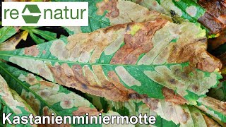 Die Kastanienminiermotte  Ein Schädling macht Karriere [upl. by Lombardy925]